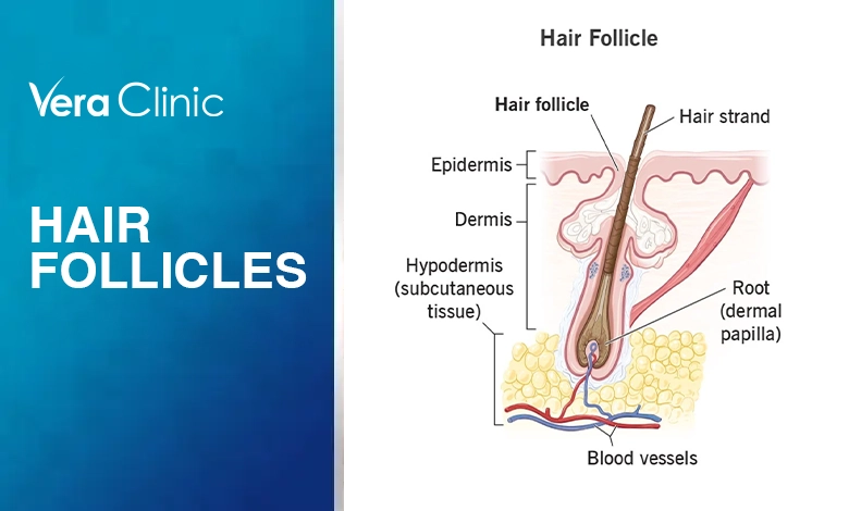 Hair Follicles